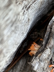 Dacrymyces