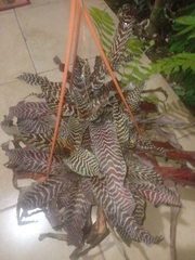 Cryptanthus
