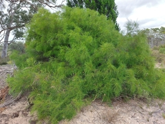 Acacia euthycarpa