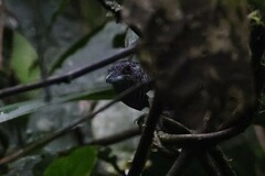 Cymbilaimus lineatus