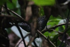 Cymbilaimus lineatus