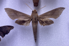 Xylophanes porcus