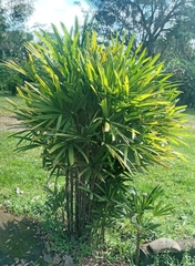 Rhapis excelsa