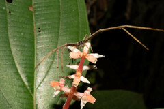 Miconia nervosa