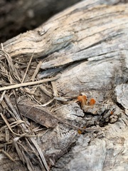 Dacrymyces