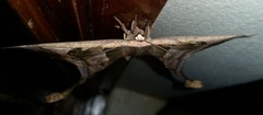 Copiopteryx sonthonnaxi