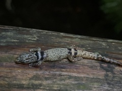 Sphaerodactylus glaucus