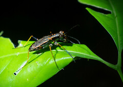 Odontocheila