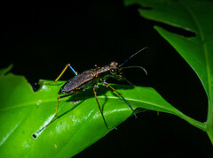 Odontocheila