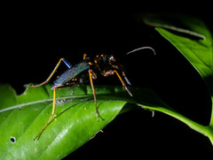 Odontocheila