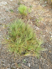 Pinus