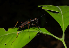 Odontocheila