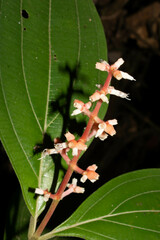 Miconia nervosa