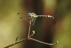 Austroepigomphus praeruptus