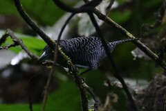 Cymbilaimus lineatus