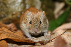 Clethrionomys gapperi