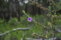 Prostanthera decussata