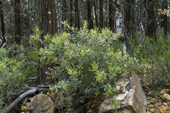 Grevillea floribunda