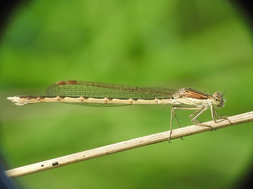 Common Winter Damselfly photo 4
