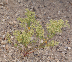 Chenopodium nevadense