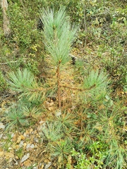 Pinus