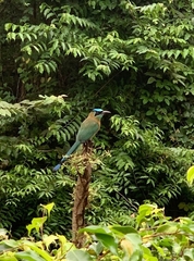 Momotus subrufescens