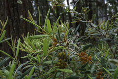 Grevillea floribunda