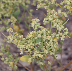 Chenopodium nevadense