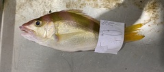 Lipocheilus carnolabrum