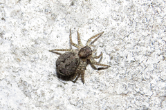 Saitis variegatus