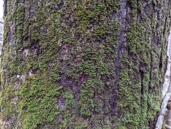 Fissidens