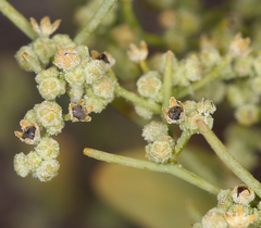 Chenopodium nevadense