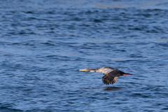 Poikilocarbo gaimardi