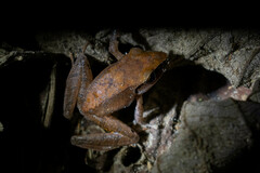 Pristimantis conspicillatus