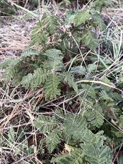 Chamaebatia foliolosa