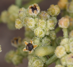 Chenopodium nevadense