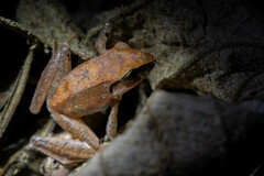 Pristimantis conspicillatus