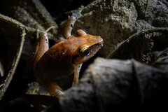 Pristimantis conspicillatus