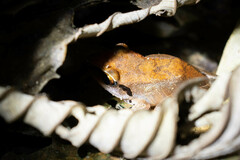 Pristimantis conspicillatus