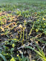 Zephyranthes candida