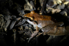 Pristimantis conspicillatus