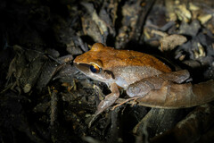 Pristimantis conspicillatus