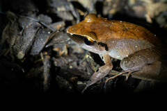 Pristimantis conspicillatus