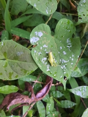 Abracris flavolineata