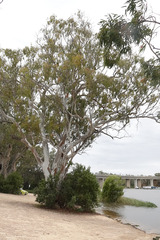 Eucalyptus camaldulensis