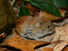 Clethrionomys gapperi