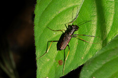 Odontocheila