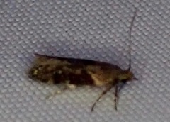 Chionodes mediofuscella