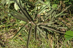 Asclepias mellodora
