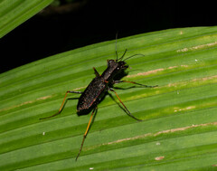 Odontocheila